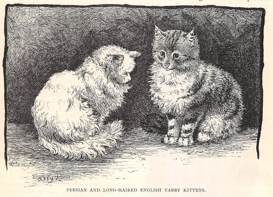 Early Love (1899) Early Love - a persian and long haired english tabby gaze at each other longingly