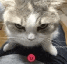 Angry cat