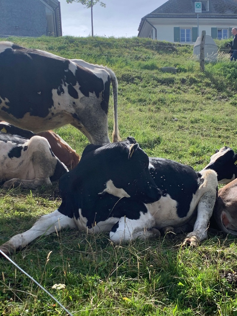 cows lying in a field with flies buzzing around them