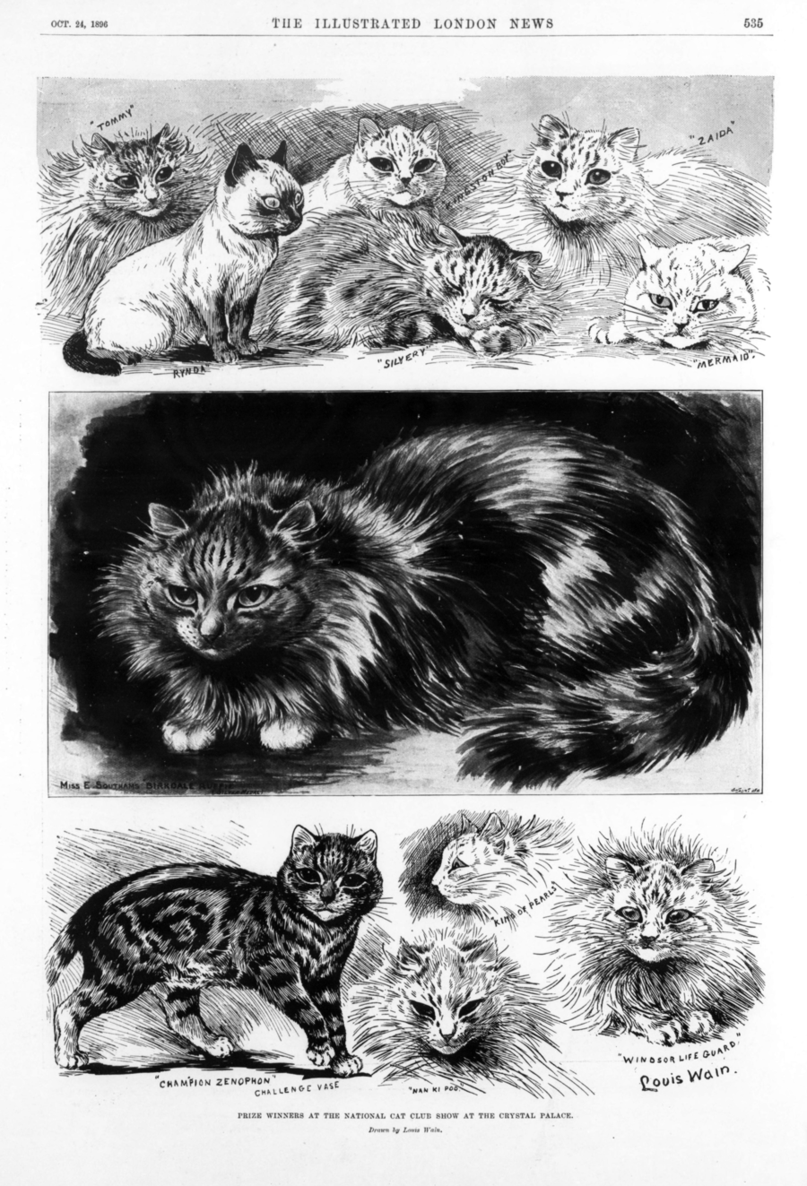 Prize winners at the national cat club show at the Crystal Palace (1896) National cat club show at Crystal Palace - all manners of cats who won prizes at the show.
